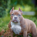 The Role of Genetics in American Bully Breeding: Understanding Bloodlines
