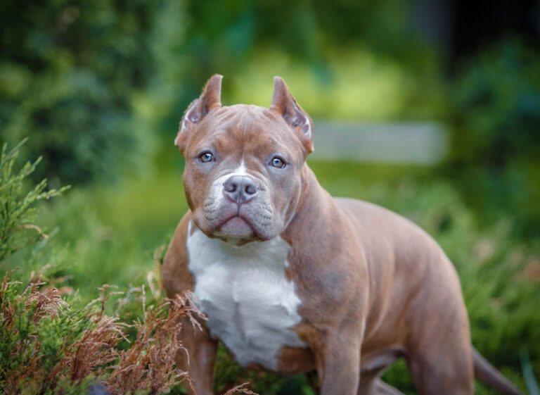 Read more about the article The Role of Genetics in American Bully Breeding: Understanding Bloodlines