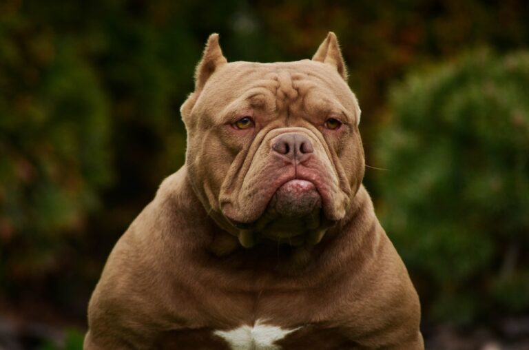 Bully vs. Pitbull: What’s the Difference?