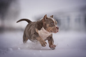 Read more about the article How to Care for Your American Bully in Winter & Summer