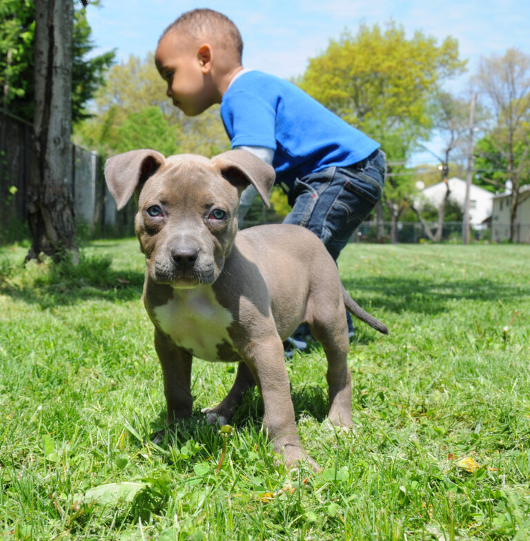 Purebred female American Bully puppy standing outdoors with a toddler in the background on a sunny day