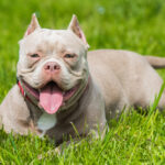 American Bully Health & Care Guide: Supporting a Balanced, Healthy Life