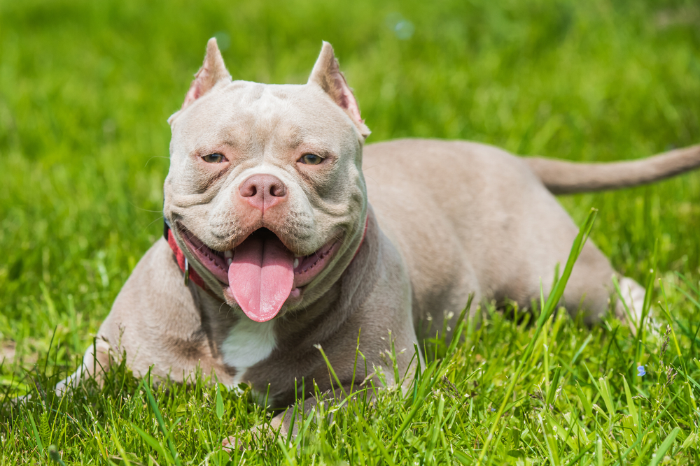 Lilac American Bully lying calmly on green grass outdoors
