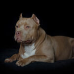 American Bully Bloodlines Explained: What They Actually Mean