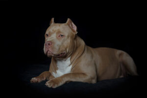 Read more about the article American Bully Bloodlines Explained: What They Actually Mean