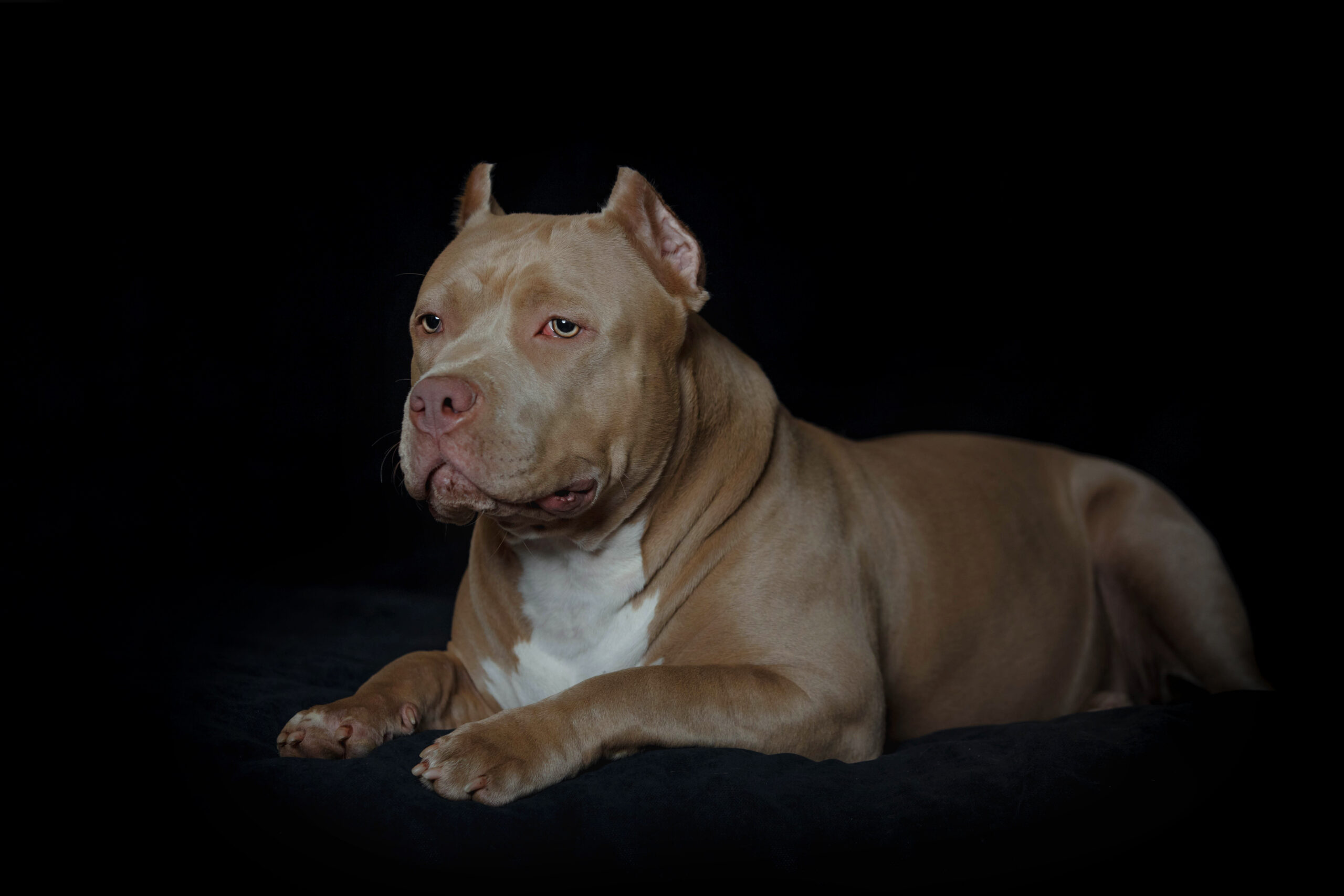 Read more about the article American Bully Bloodlines Explained: What They Actually Mean