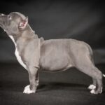 The American Bully Breed Standard Explained