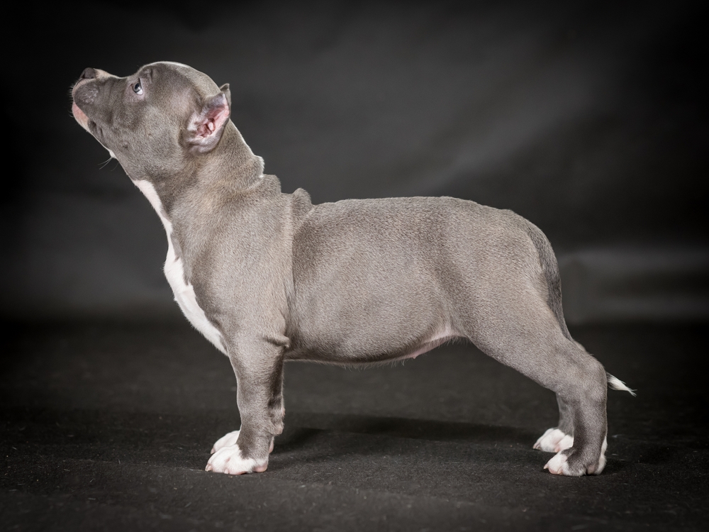 Read more about the article The American Bully Breed Standard Explained