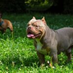 The Importance of Genetic Diversity in the American Bully