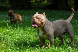 Read more about the article The Importance of Genetic Diversity in the American Bully