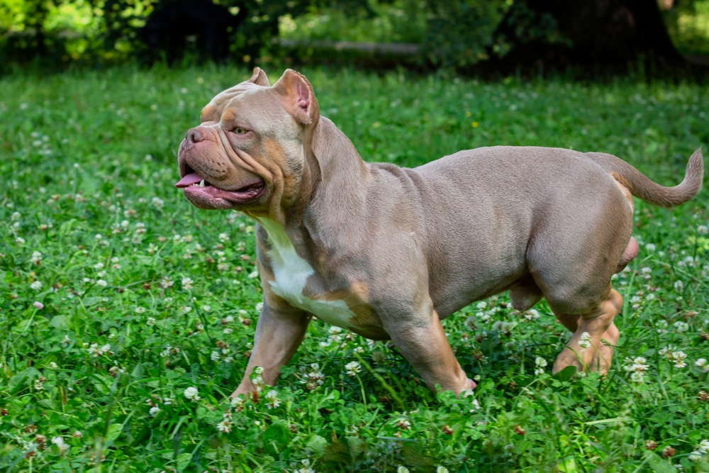 The American Bully Breed | Line Breeding vs Outcrossing in the American Bully American Bully demonstrating structural traits influenced by line breeding