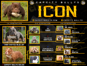 Read more about the article Understanding American Bully Pedigrees