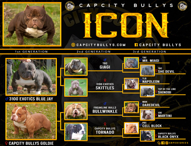 American Bully pedigree chart showing bloodlines and ancestry