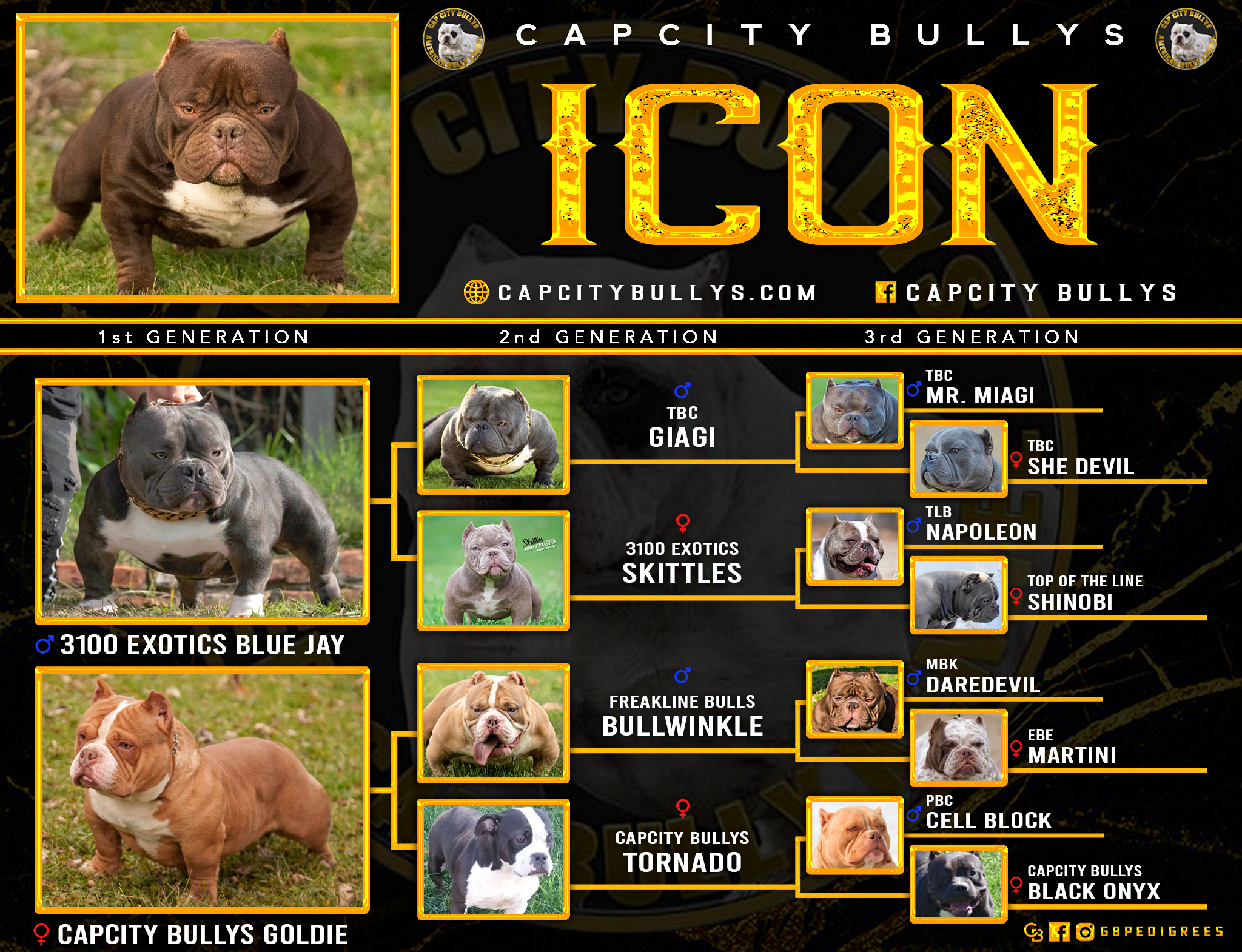 American Bully pedigree chart showing bloodlines and ancestry