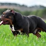 How Genetics Influence American Bully Structure