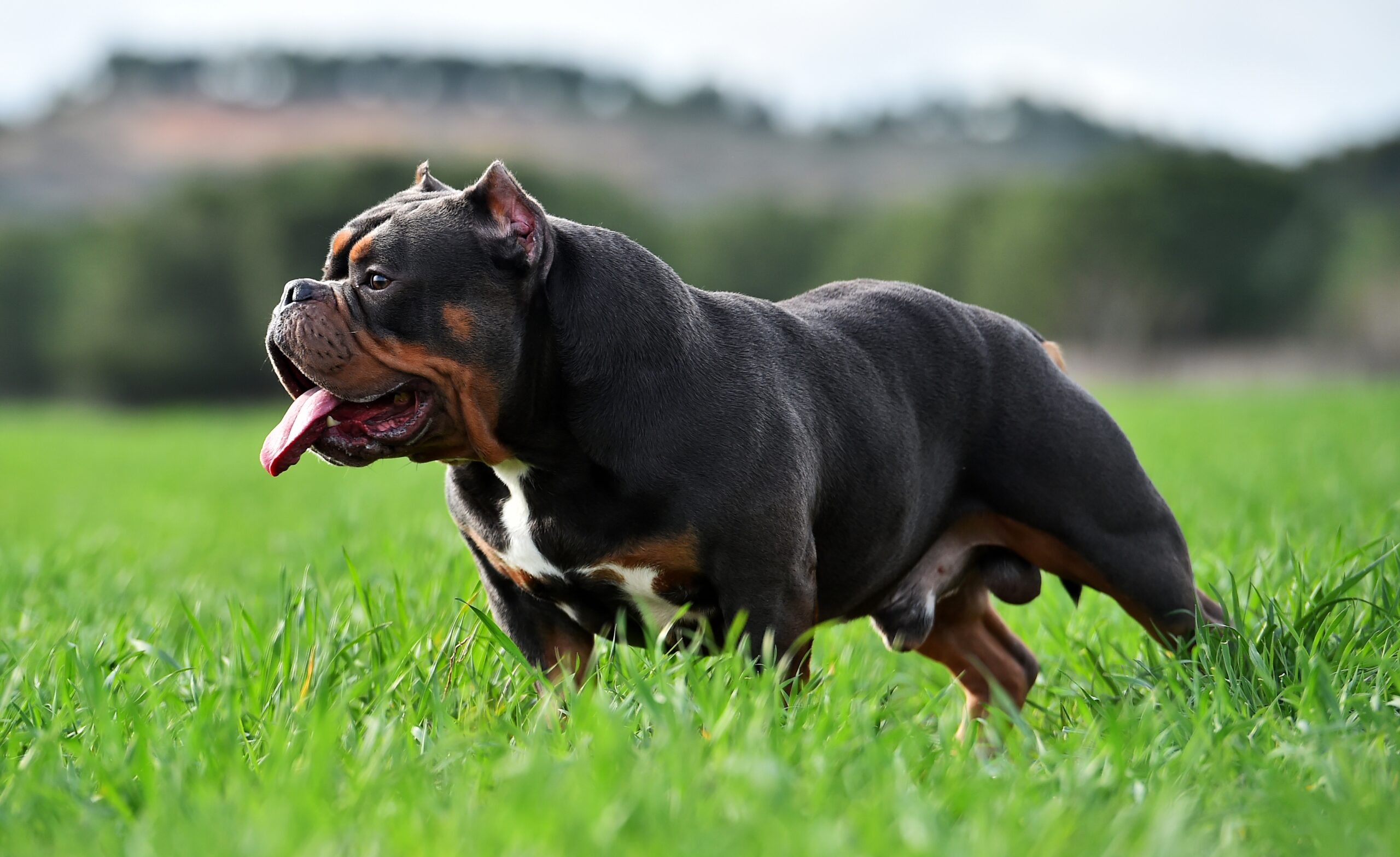 The American Bully Breed | How Genetics Influence American Bully Structure American Bully displaying balanced structure influenced by genetics and bloodlines