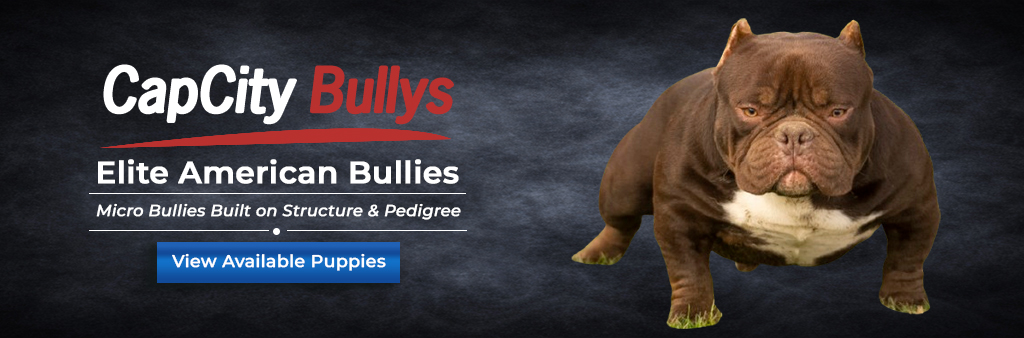 The American Bully Breed | Preparing for an American Bully in Your Home