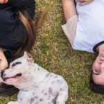 🐾 How to Raise a Calm American Bully (Training, Structure & Daily Routine)