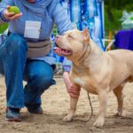 🐾 Best Training Methods for American Bullies (Proven Techniques That Actually Work)
