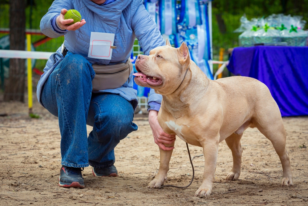Read more about the article 🐾 Best Training Methods for American Bullies (Proven Techniques That Actually Work)