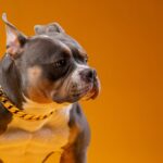 🐾 What Makes a Well-Tempered American Bully? (Traits, Genetics & What to Look For)