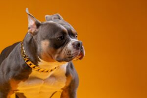 The American Bully Breed | Home