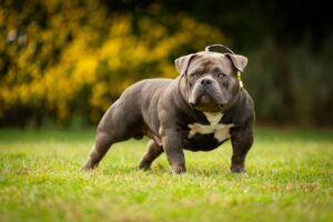 The American Bully Breed | Home