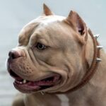 🐾 American Bully Behavior Problems (And How to Fix Them Fast)