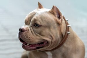 The American Bully Breed | Home
