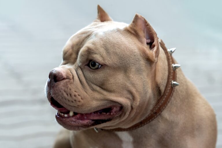 closeup portrait of lilac brown American Bully dog sitting on street with open mouth smiling expression and muscular build