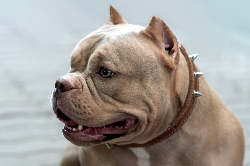 Read more about the article 🐾 American Bully Behavior Problems (And How to Fix Them Fast)
