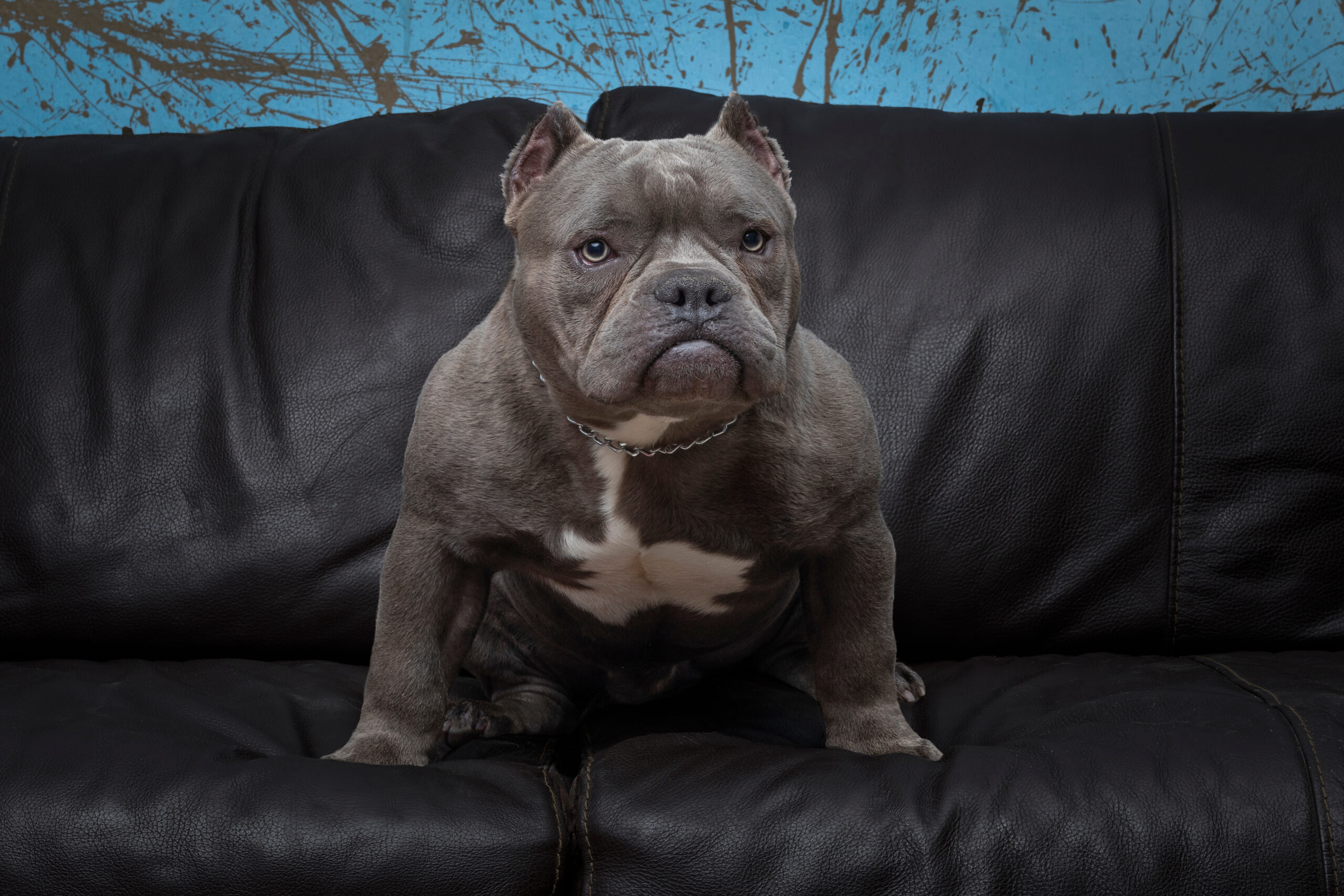 Read more about the article Bad Structure vs Good Structure in Micro Bullies