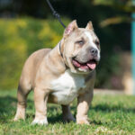 Micro Bully Structure: What Correct Proportions Look Like