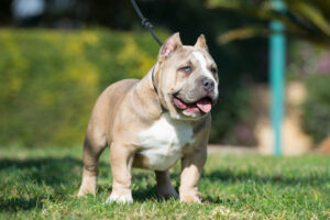 Read more about the article Micro Bully Structure: What Correct Proportions Look Like