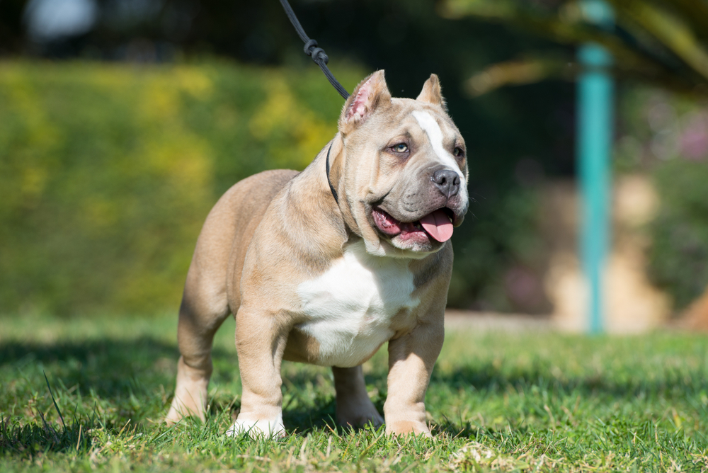 Read more about the article Micro Bully Structure: What Correct Proportions Look Like