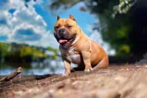 The American Bully Breed | Home