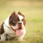 What Is a Micro Bully? Complete Guide to the Smallest American Bully