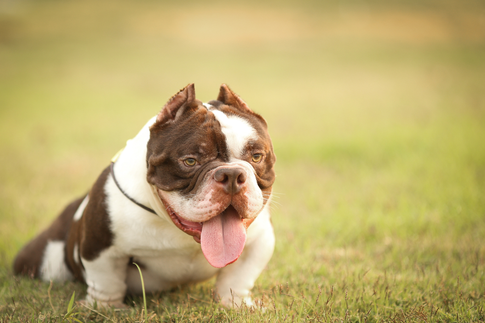 Read more about the article What Is a Micro Bully? Complete Guide to the Smallest American Bully