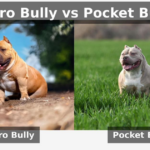 🐾 Micro Bully vs Pocket Bully Temperament (Key Differences Explained)