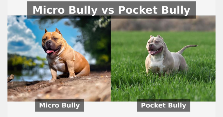 side by side comparison of Micro Bully and Pocket Bully dogs showing differences in size, structure, and build