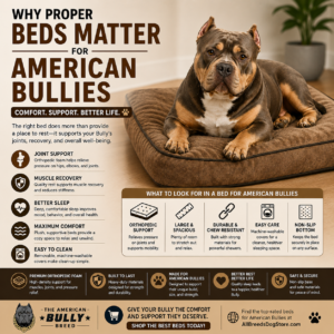 Read more about the article Why Proper Beds Matter for American Bullies