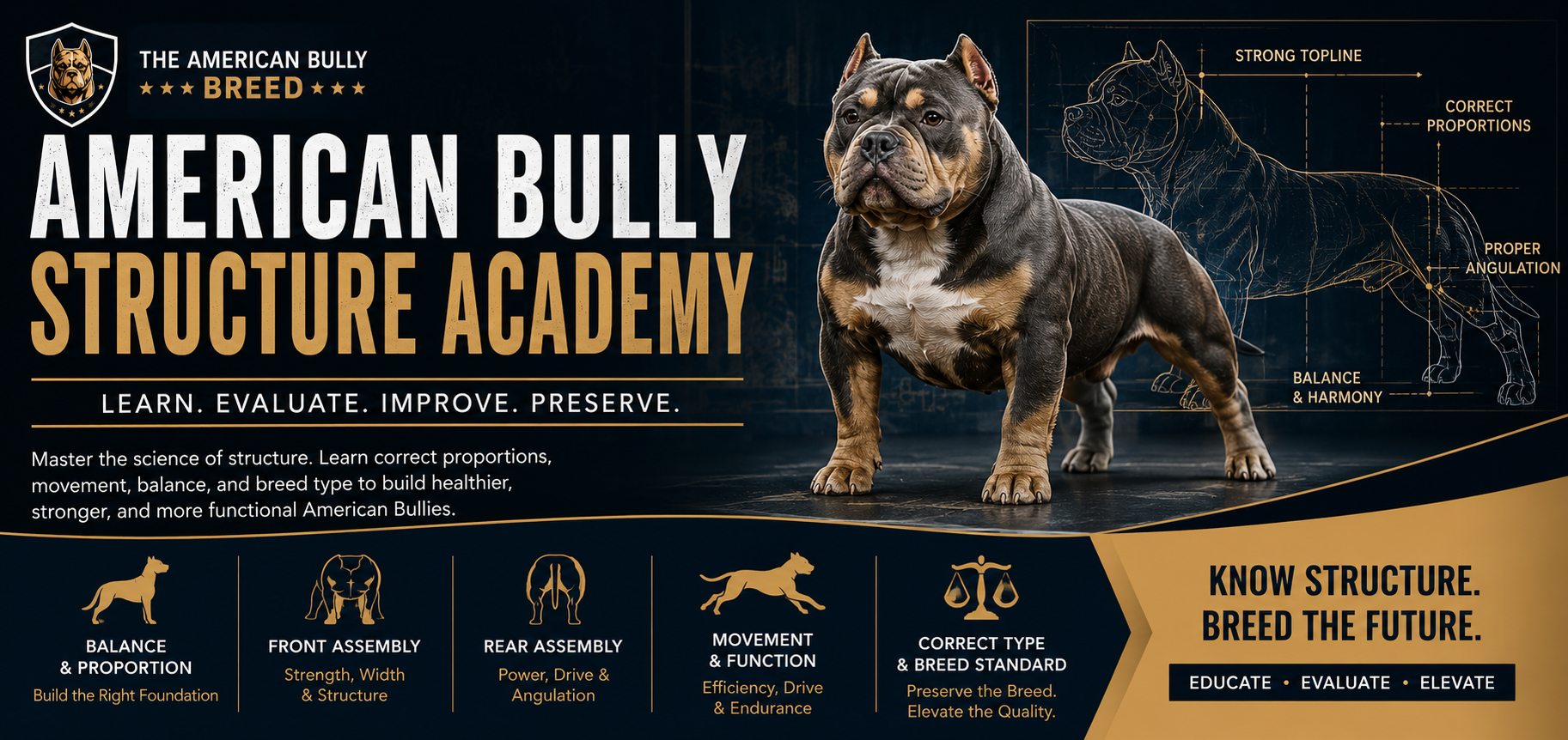 The American Bully Breed | American Bully Genetics Explained: A Breeder's Guide to Understanding Inheritance and Breeding Decisions American Bully Structure Academy educational banner showing a correctly structured American Bully with diagrams explaining balance, proportions, angulation, movement, and breed standards.