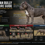 American Bully Structure Guide: What Correct Proportions Look Like