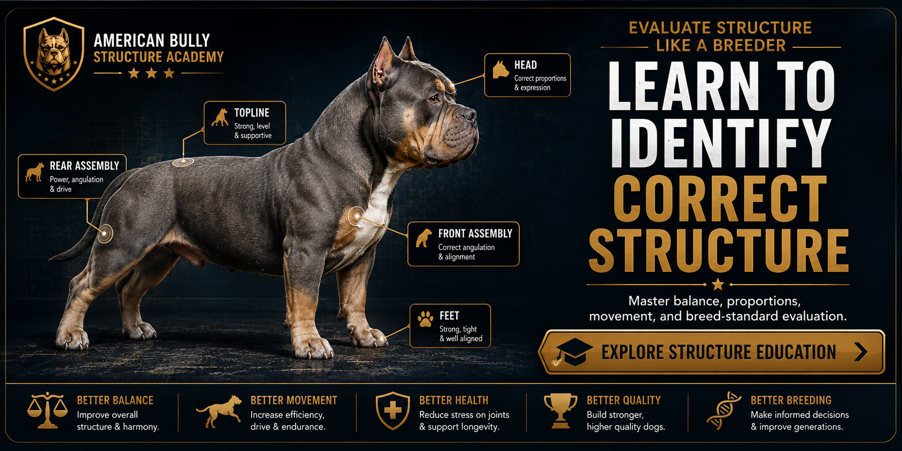 Read more about the article Learn to Identify Correct American Bully Structure: A Breeder’s Evaluation Guide