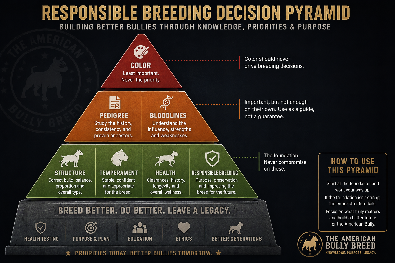 The American Bully Breed | American Bully Bloodlines Explained: Understanding the Genetics Behind the Breed The American Bully Breed | American Bully Bloodlines Explained: Understanding the Genetics Behind the Breed