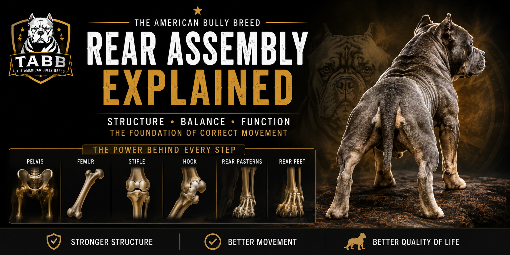 The American Bully Breed | Rear Assembly Explained: Understanding the American Bully Rear Assembly American Bully rear assembly illustration showing the pelvis, femur, stifle, hock, rear pasterns, and rear feet with a muscular American Bully demonstrating correct rear structure and movement.