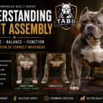 Understanding Front Assembly in American Bullies