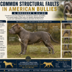 Common Structural Faults in American Bullies: A Breeder’s Guide