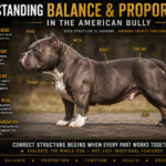 Understanding Balance and Proportion in the American Bully