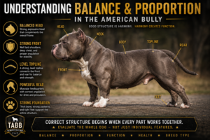 Read more about the article Understanding Balance and Proportion in the American Bully